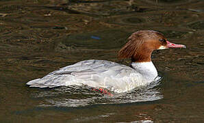 Common Merganser