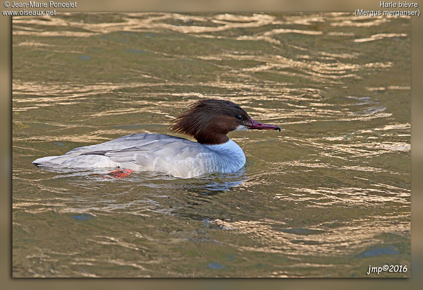 Common Merganser female