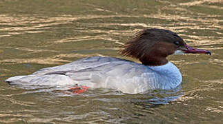 Common Merganser