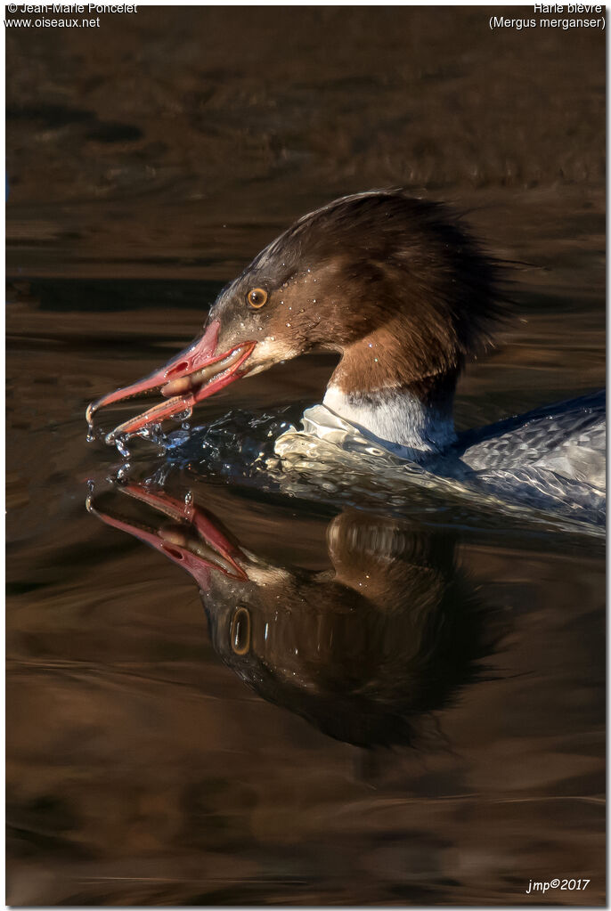 Common Merganser