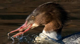 Common Merganser