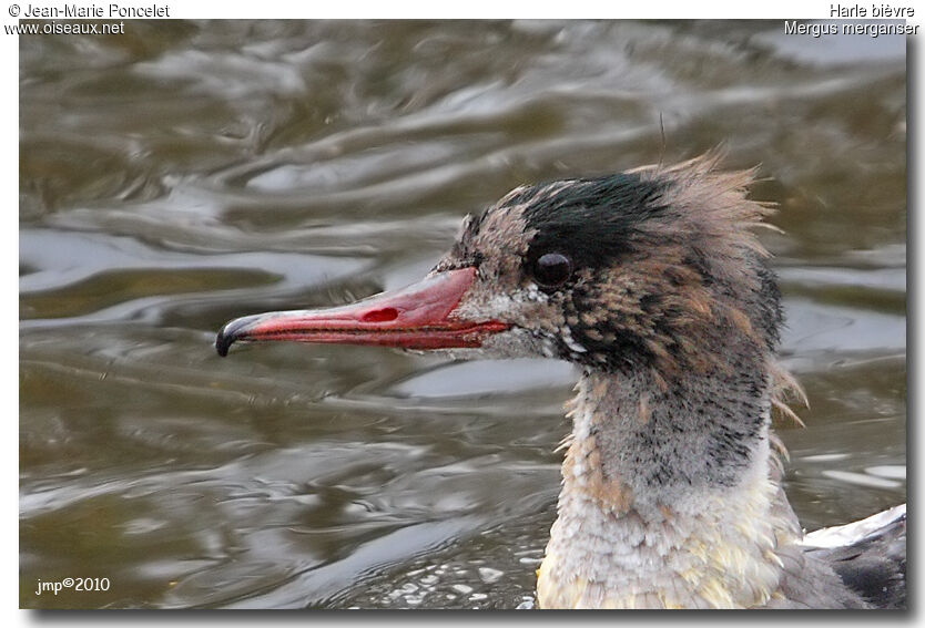 Common Merganser male