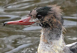 Common Merganser