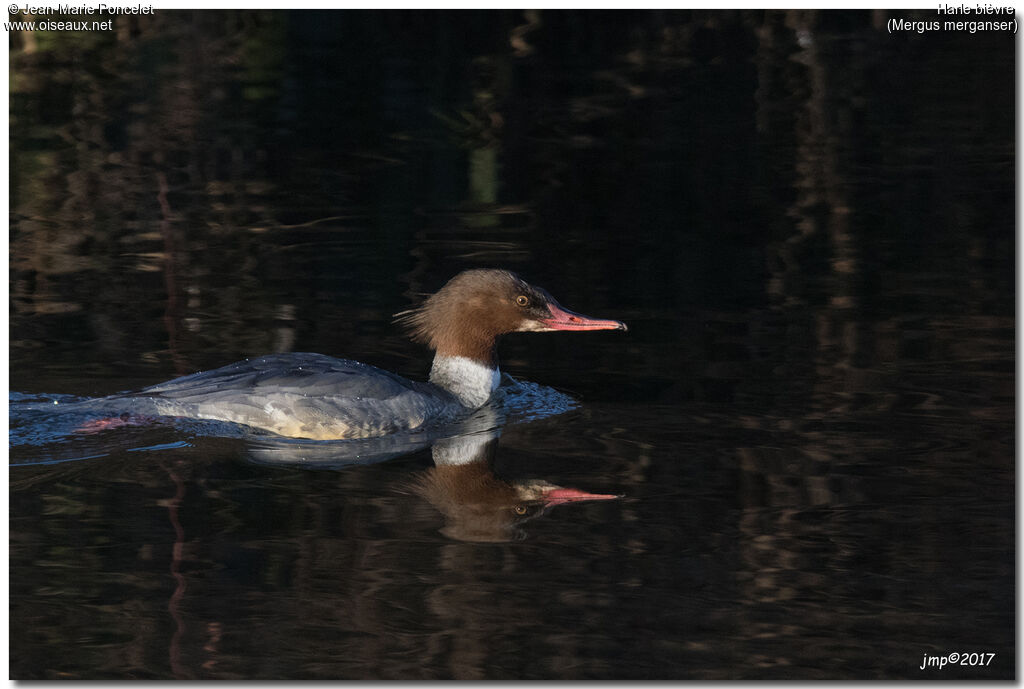 Common Merganser