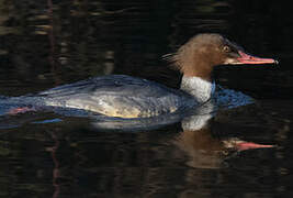 Common Merganser