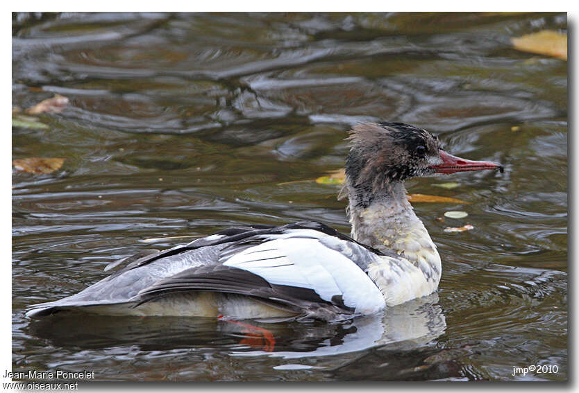 Common Merganser male immature, identification