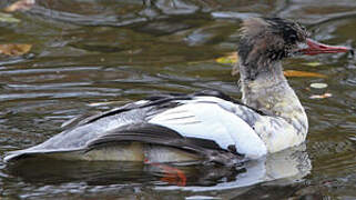 Common Merganser