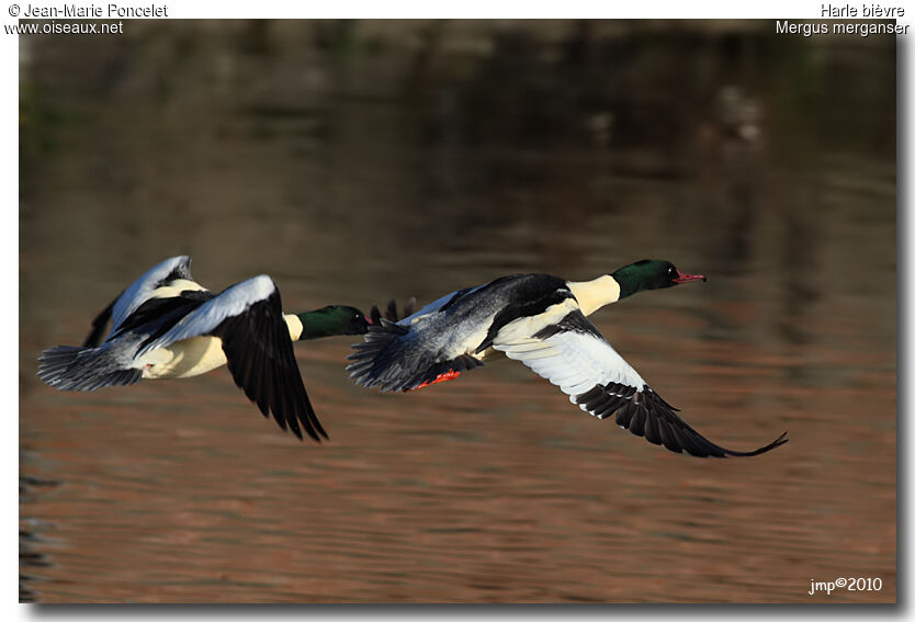 Common Merganser male