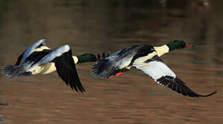 Common Merganser