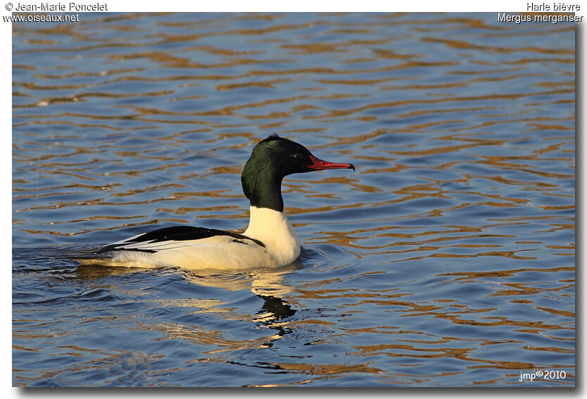 Common Merganser male