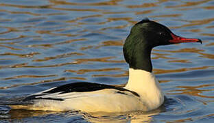 Common Merganser