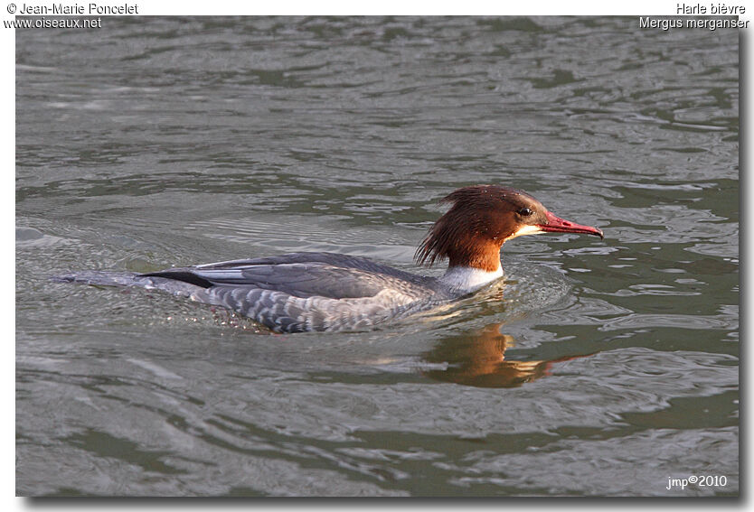 Common Merganser female