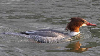 Common Merganser