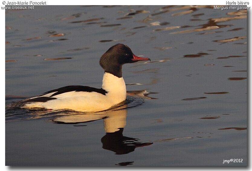 Common Merganser