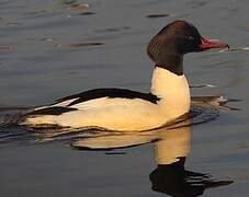 Common Merganser