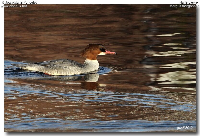 Common Merganser