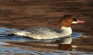 Common Merganser