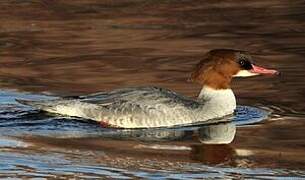 Common Merganser