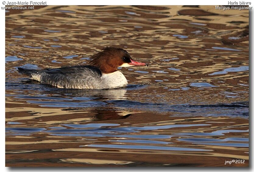 Common Merganser