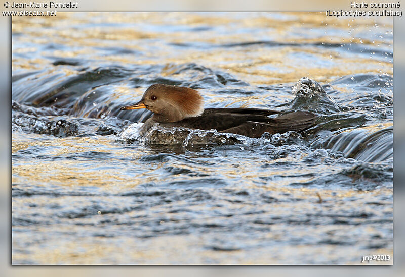 Hooded Merganser female