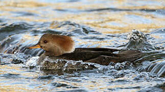 Hooded Merganser