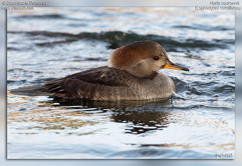 Hooded Merganser female