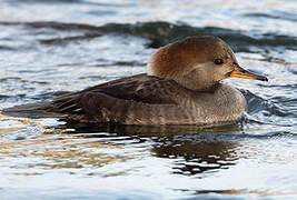 Hooded Merganser