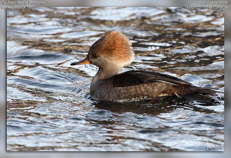 Hooded Merganser female