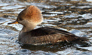 Hooded Merganser