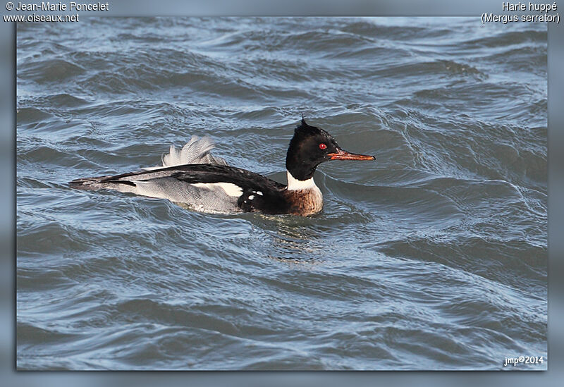 Red-breasted Merganser male