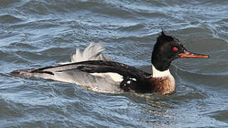 Red-breasted Merganser