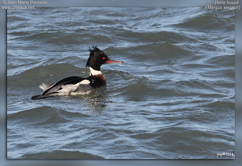 Red-breasted Merganser male