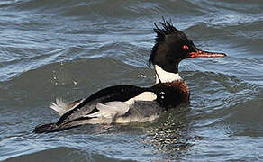 Red-breasted Merganser