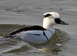 Smew