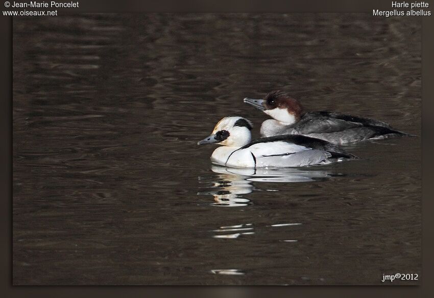 Smew