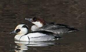 Smew