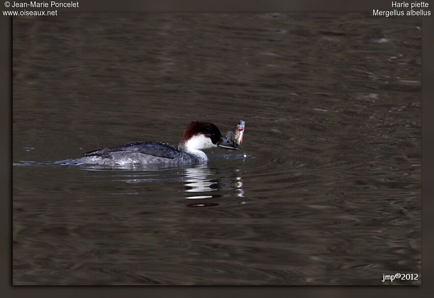 Smew