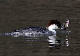 Smew