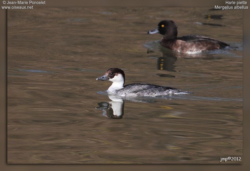 Smew