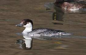 Smew