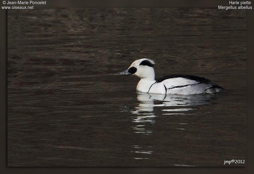 Smew