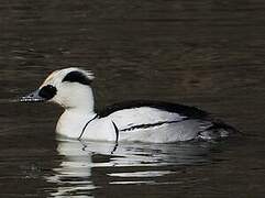 Smew