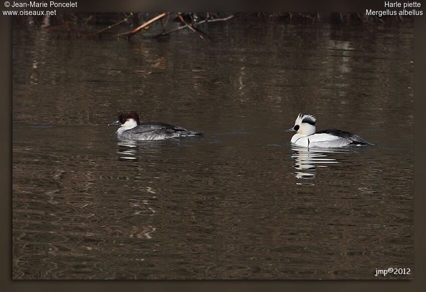 Smew