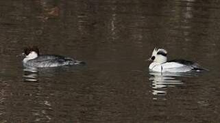 Smew