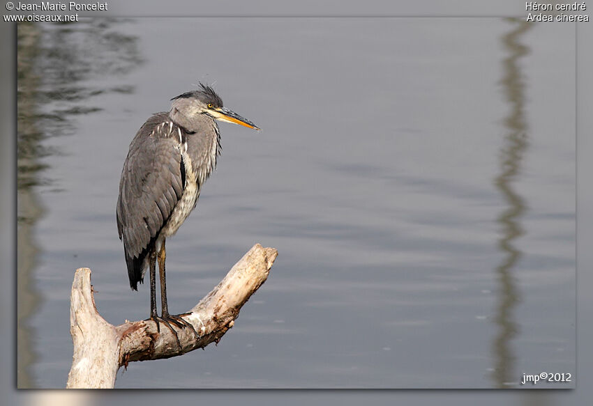 Grey Heron