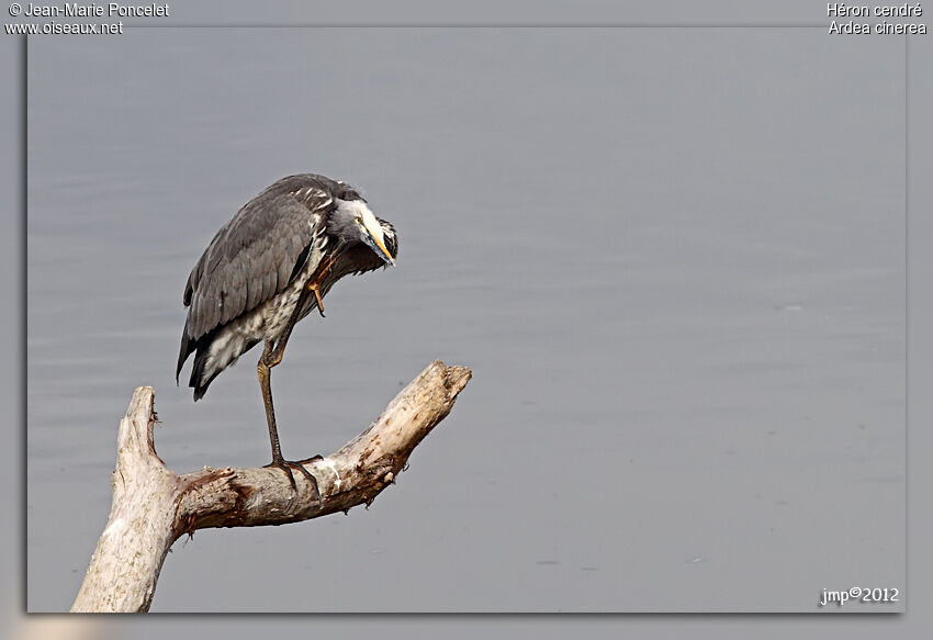 Grey Heron