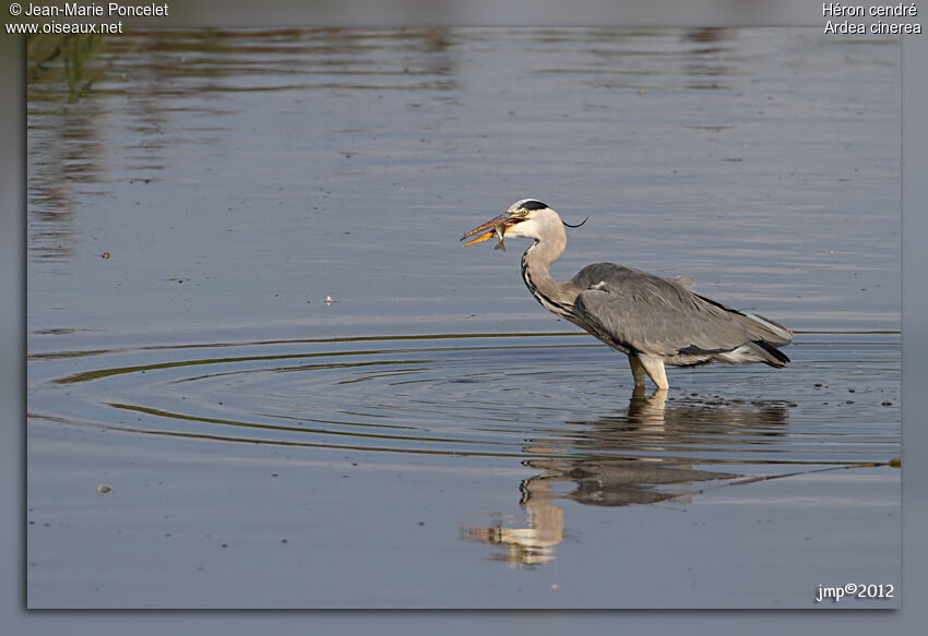 Grey Heron