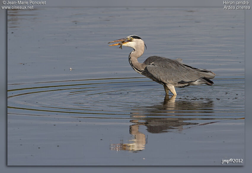 Grey Heron