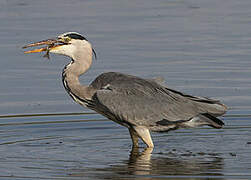 Grey Heron