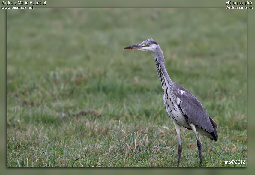 Grey Heron